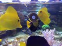 AF Calanidae Clip 100g - pokarm w krążkach z przyssawką Aquaforest
