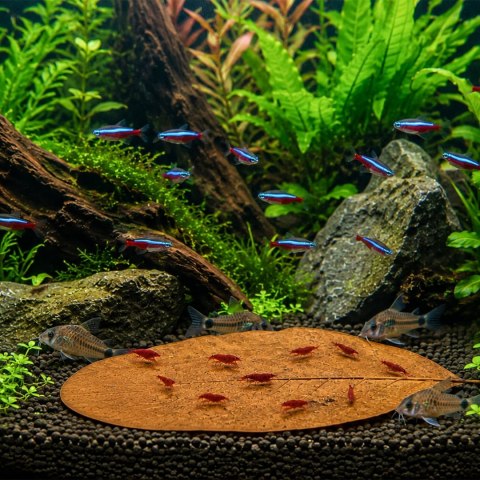 Kruger Meier Shrimp Leaves XL - liście ketapangu 10 sztuk Kruger Meier
