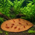 Kruger Meier Shrimp Leaves XL - liście ketapangu 10 sztuk Kruger Meier