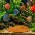 Kruger Meier Shrimp Leaves XL - liście ketapangu 15 sztuk Kruger Meier