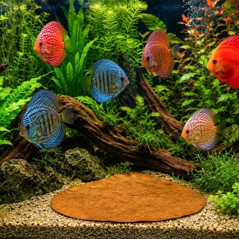 Kruger Meier Shrimp Leaves XL - liście ketapangu 15 sztuk Kruger Meier