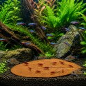 Kruger Meier Shrimp Leaves XL - liście ketapangu 20 sztuk Kruger Meier