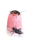 Komodo Jelly Pot Fruit Mix Jar - miks owocowy w żelu 60szt. Komodo