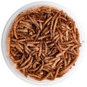 Terrario Repti Bites Mealworms 250ml - larwy mącznika suszone Terrario