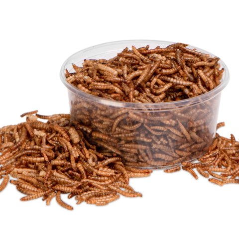 Terrario Repti Bites Mealworms 250ml - larwy mącznika suszone Terrario