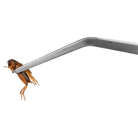 Terrario ViperTweez Bent XXL - pęseta zagięta 48cm Terrario