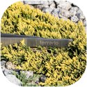 Terrario ViperTweez Simple XXL - pęseta prosta 48cm Terrario