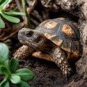 Terrario TerraTrek Shell 15l - podłoże dla małych żółwi lądowych Terrario