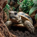 Terrario TerraTrek Shell 15l - podłoże dla małych żółwi lądowych Terrario