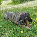 Noga dzika RACICA przysmak dla psa gryzaki naturalne PREMIUM DZICZYZNA