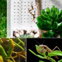 Repti-Zoo Mantis Box M - terrarium akrylowe dla modliszek Repti-Zoo