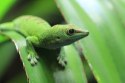 Repti-Zoo Terrarium AK 21x21x15 Repti-Zoo