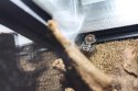 Repti-Zoo Terrarium AK 21x21x15 Repti-Zoo