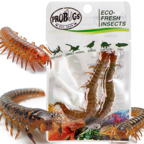 ProBugs Eco-Fresh Scolopendra Centipede 15 x 2pcs - świeże skolopendry 15 saszetek ProBugs