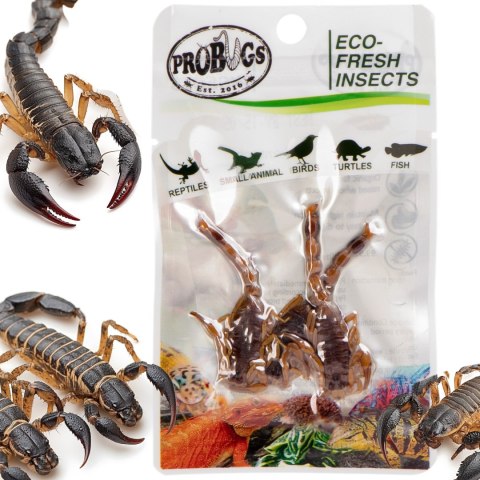 ProBugs Eco-Fresh Scorpion 15 x 3pcs - świeże skorpiony 15 saszetek ProBugs
