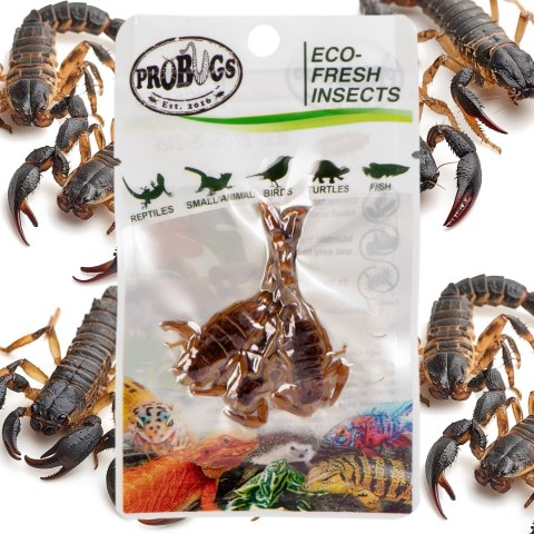 ProBugs Eco-Fresh Scorpion 15 x 3pcs - świeże skorpiony 15 saszetek ProBugs