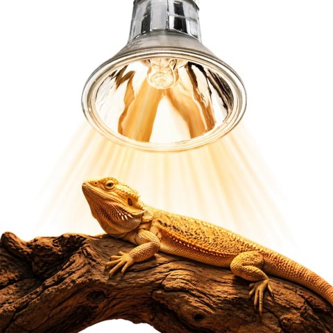 Terrario Nadara Pro 25W - halogen grzewczy do terrarium Terrario