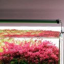 Chihiros B-Series B60 LED Light with Commander - lampa led sterowana aplikacją 60-80cm Chihiros