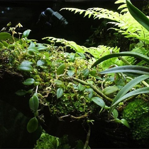 Wacool Rainforest Plant Cotton 290x290mm - hydrolon WaCool
