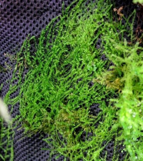 Wacool Rainforest Plant Cotton 290x290mm - hydrolon WaCool
