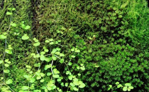 Wacool Rainforest Plant Cotton 290x290mm - hydrolon WaCool