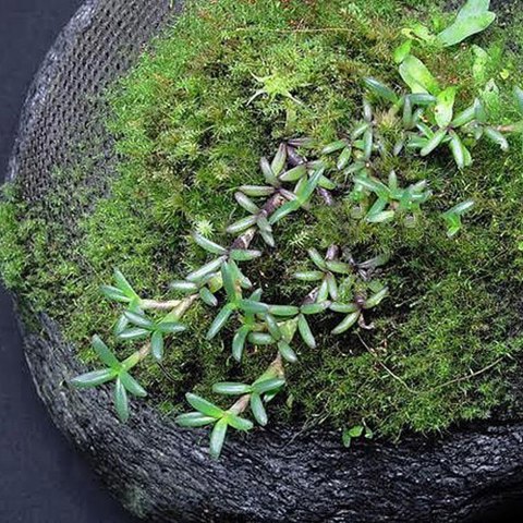 Wacool Rainforest Plant Cotton 290x290mm - hydrolon WaCool