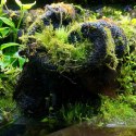 Wacool Rainforest Plant Cotton 590x440mm - hydrolon WaCool