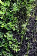 Wacool Rainforest Plant Cotton 590x440mm - hydrolon WaCool