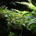 Wacool Rainforest Plant Cotton 590x440mm - hydrolon WaCool