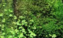 Wacool Rainforest Plant Cotton 590x440mm - hydrolon WaCool