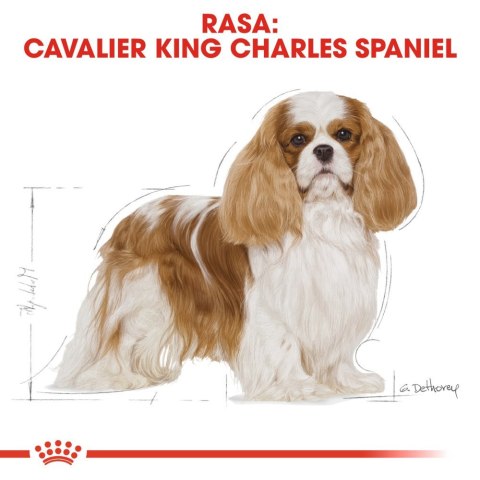 ROYAL CANIN Cavalier King Charles Spaniel Adult 1,5kg Royal Canin