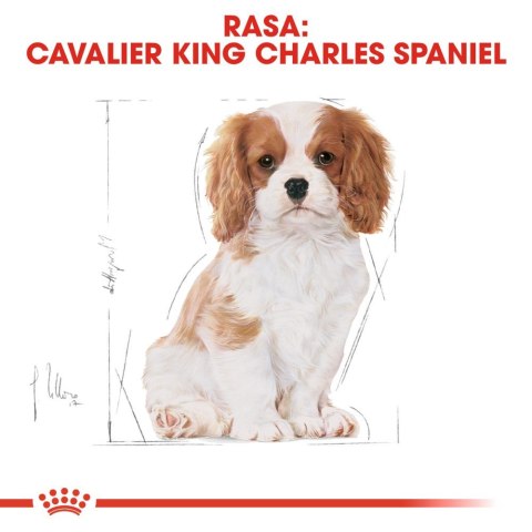 ROYAL CANIN Cavalier King Charles Spaniel Puppy 1,5kg Royal Canin