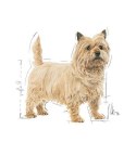 ROYAL CANIN CCN Mini Light Weight Care 8kg Royal Canin