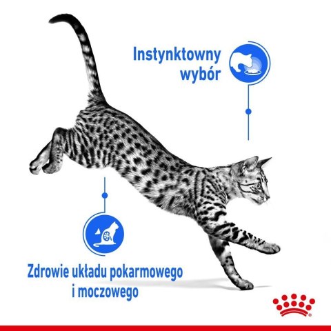 ROYAL CANIN Indoor Sterilised W Galaretce 12x85g Royal Canin
