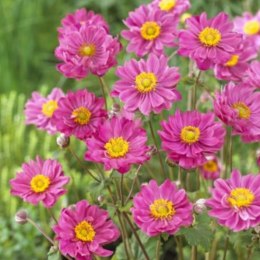 Zawilec - Anemone Hupehensis 'Margarete' ROŚLINY