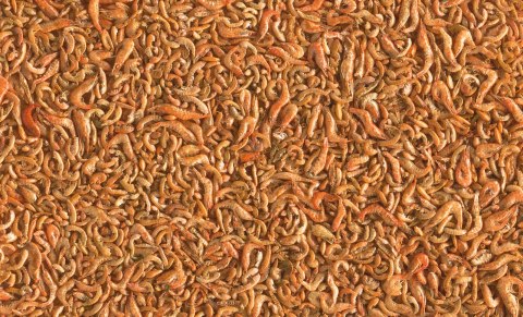 Tetra Pond Shrimp Mix 1l TETRA