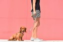 ZEE DOG Smycz Phantom L ZeeDog