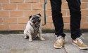 ZEE DOG Szelki Dla Psa Phantom Air Mesh XS ZeeDog