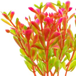 Kruger Meier Kruger Meier Plant Fluo Pink - roślinka sztuczna