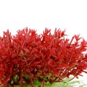 Kruger Meier Plant Mini Flame - roślinka sztuczna Kruger Meier
