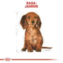 ROYAL CANIN Dachshund Puppy 1,5kg Royal Canin