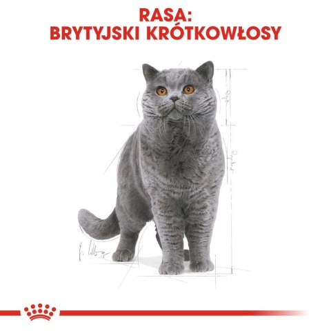 ROYAL CANIN British Shorthair Adult 10kg Royal Canin