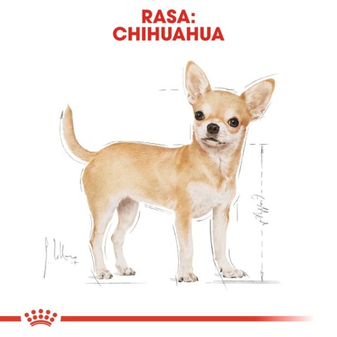 ROYAL CANIN Chihuahua Adult 500g Royal Canin