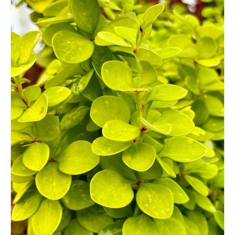 Berberys Thunberga - Berberis Thunbergii 'Neon Gold' (R) ROŚLINY