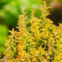 Berberys Thunberga - Berberis thunbergii 'Maria'(R) ROŚLINY