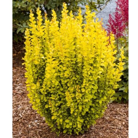 Berberys Thunberga - Berberis thunbergii 'Maria'(R) ROŚLINY
