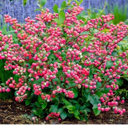 Borówka amerykańska 'Pink Lemonade', Vaccinium corymbosum ROŚLINY