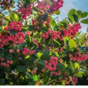 Borówka amerykańska 'Pink Lemonade', Vaccinium corymbosum ROŚLINY