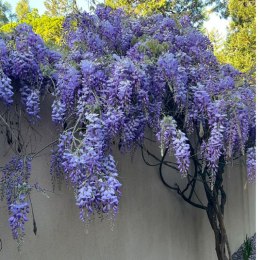 Glicynia chińska - Wisteria sinensis ROŚLINY