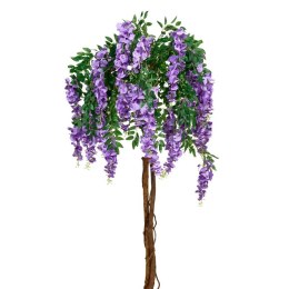 Glicynia chińska - Wisteria sinensis ROŚLINY